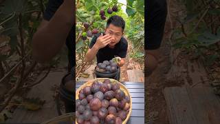 Anjeer fruit plants🌱 #shorts #fruit #shortsfeed