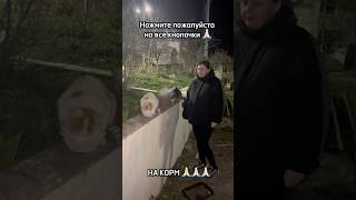 День добрых дел - рука помощи бездомным животным в Новороссийске