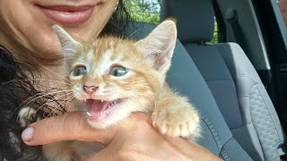 Курочек Много не Бывает | Пополнение В Семье 😻 | Семейный Влог | Эгине | Heghineh