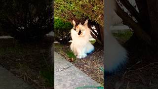 😂😂😂НАЛЕВО ПОЙДУ...#юмор #веселыекоты #прикольныекоты #cat #funny #видосыоткота #cute