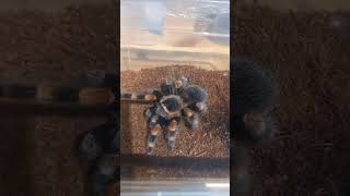 укус паука:)
