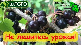 ТЕПЕРЬ НЕЛЬЗЯ!!! Этот химикат от тлей, стеклянницы и других вредителей оставит вас без урожая!