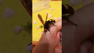 Что делать при укусе шершня. Проверка укуса