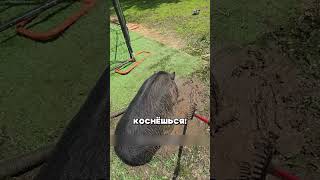 ПОЧЕМУ КАБАНЫ ПАДАЮТ НА БОК 🐷🐽 #животные #animals #звери #кабан #свинья