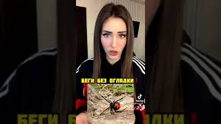 Какой самый опасный ПАУК в мире😮😮😮